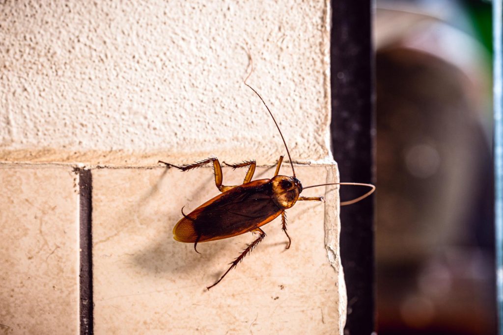 cockroach-theory-of-sundar-pichais-ceo-google 1