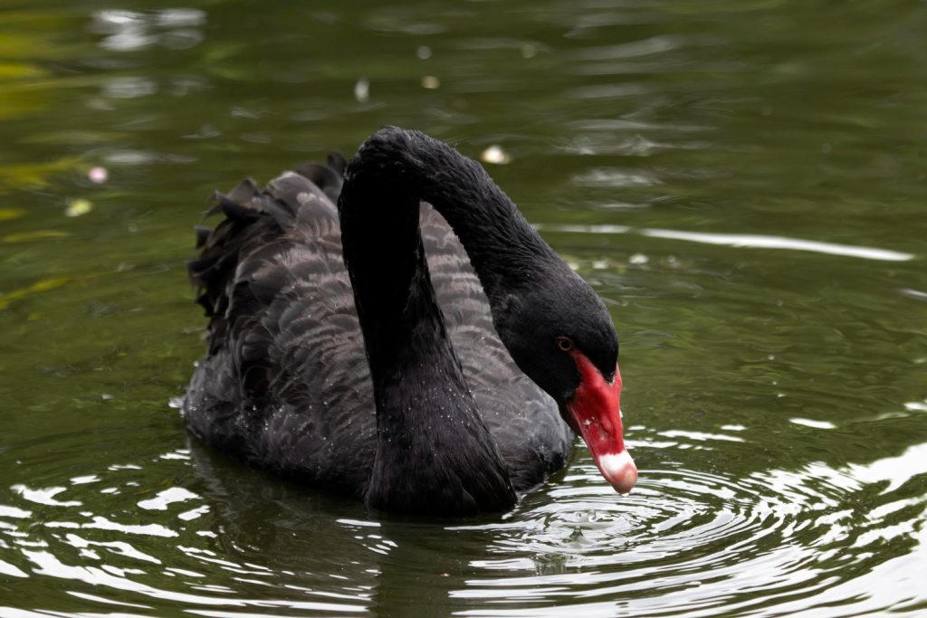 black-swan-theory 1