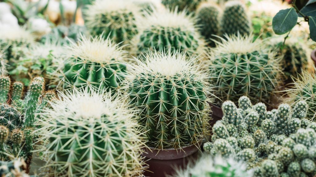 snowflake-vs-cactus-personality-at-work 1